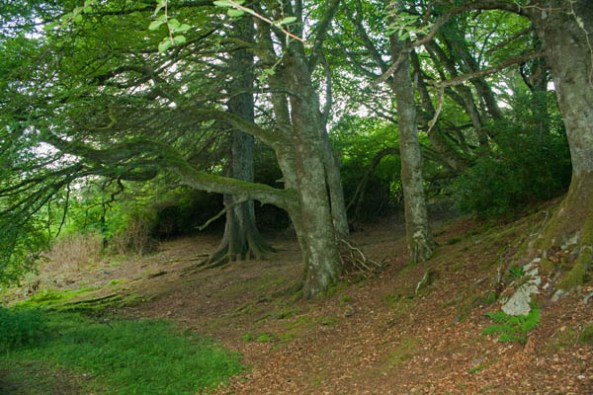 Path to Lewis Castle, Stornoway, Isle of Lewis. © J. Lynn Stapleton, 31st July 2013