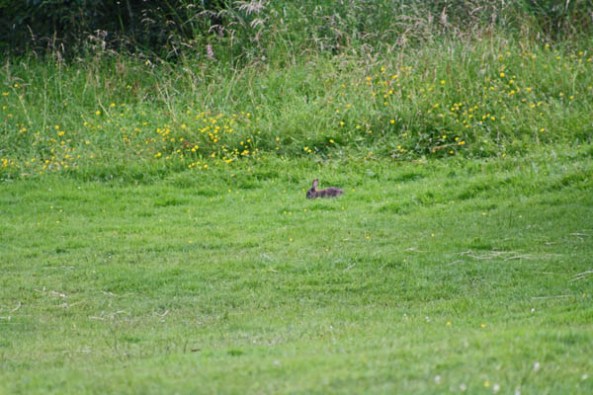 Rabbit in the Field, Lewis Castle grounds, Stornoway, Isle of Lewis. © J. Lynn Stapleton, 31st July 2013