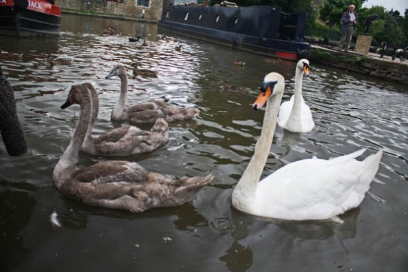 Swans and ducks in the canal, Skipton, UK. © J. Lynn Stapleton, 24th July 2013