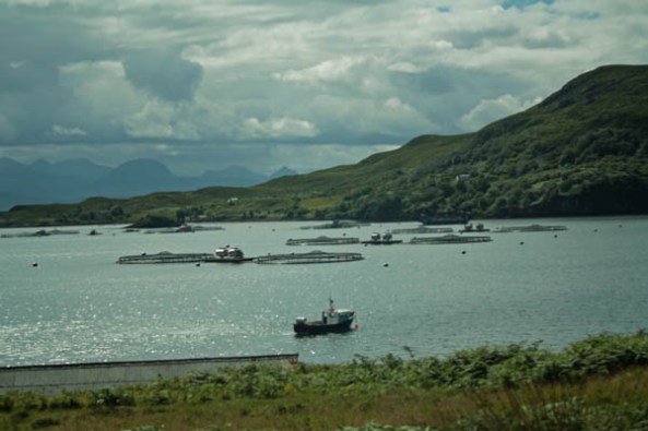 Summer Islands, Scotland. © J. Lynn Stapleton, 30th July 2013