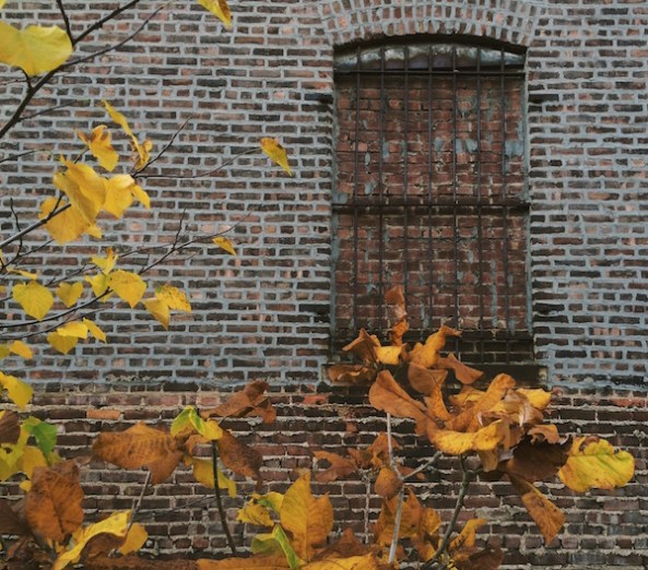 Photo © J. Lynn Stapleton, 6th November 2015.