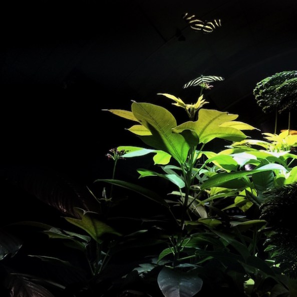 Photo © J. Lynn Stapleton, 7th November 2015.