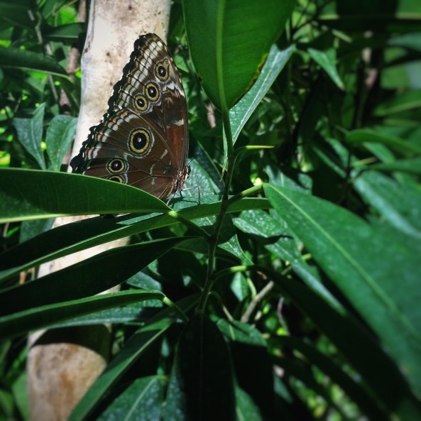 Photo © J. Lynn Stapleton, 7th November 2015.